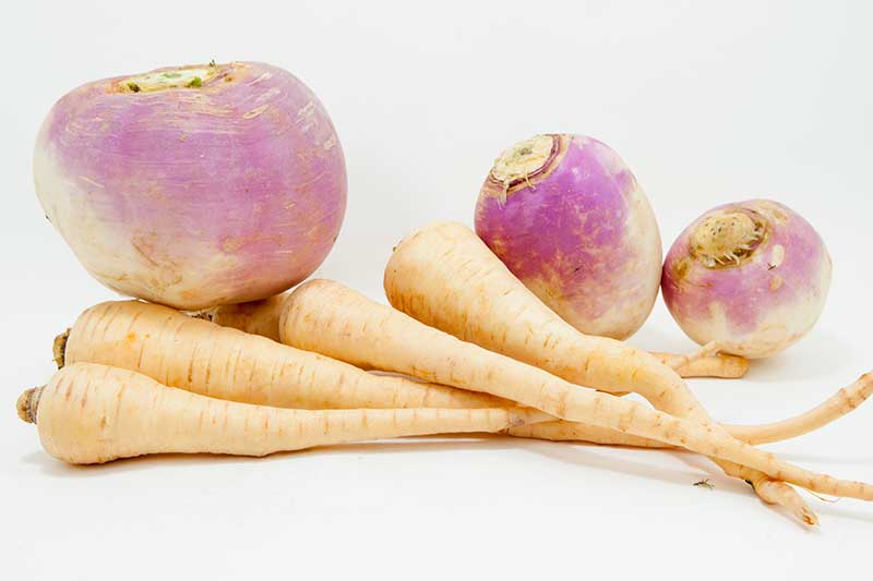 Rutabaga, Parsnip, and Turnips