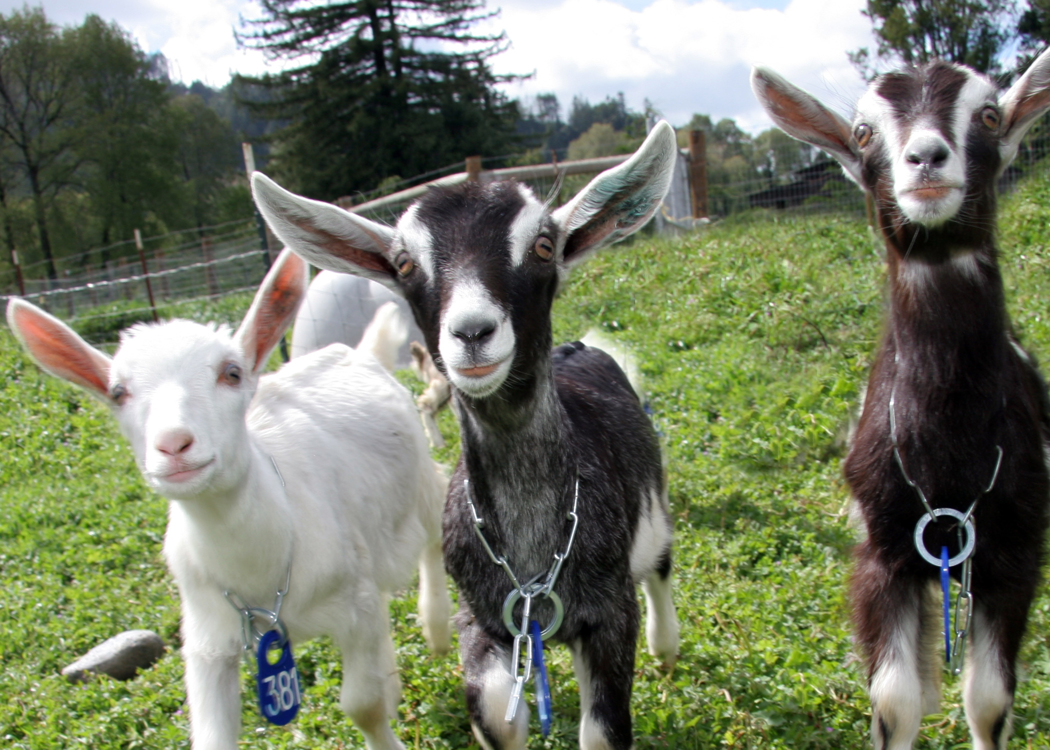 Cypress Grove Goats